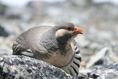 bird in Nepal